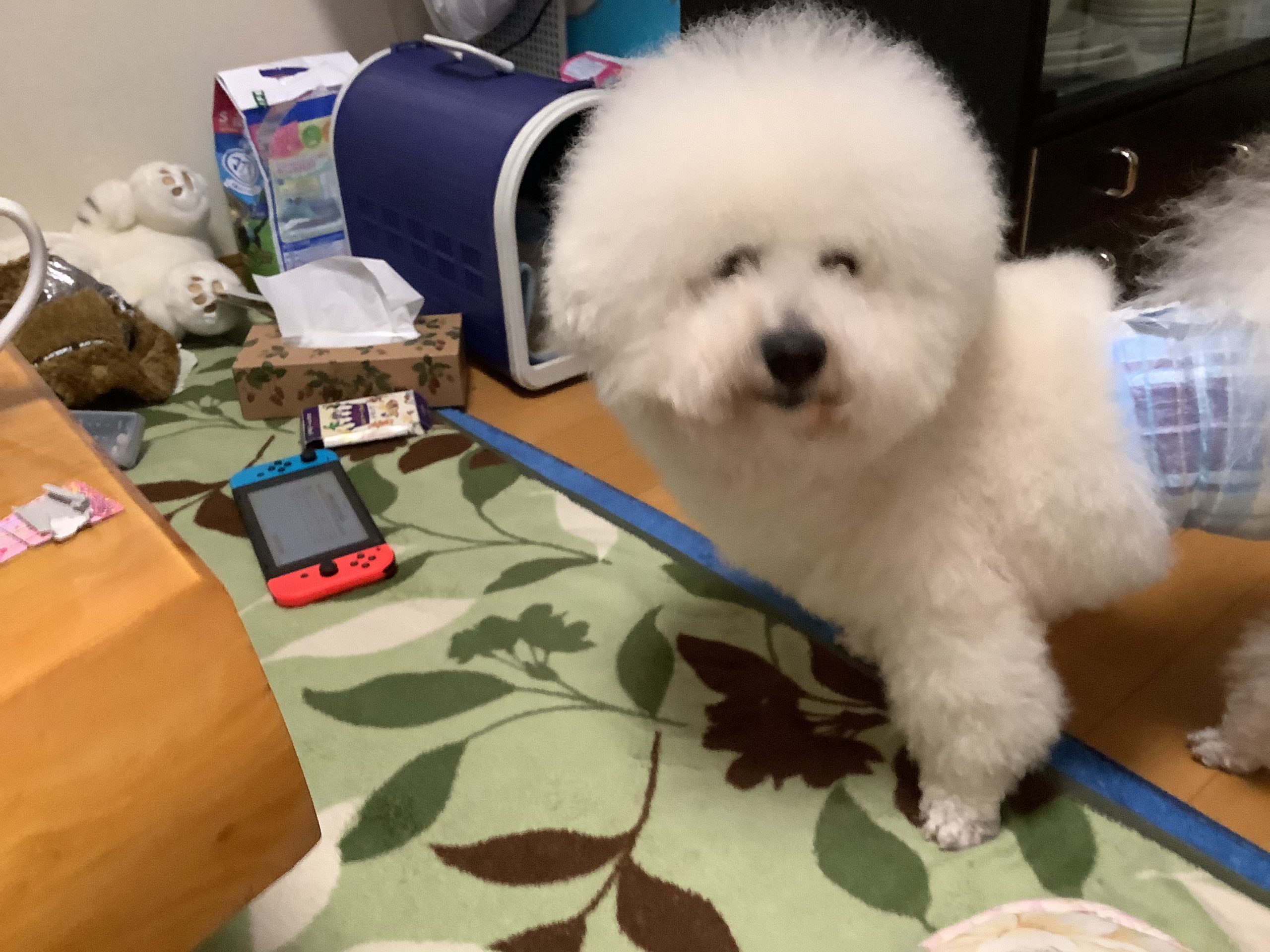 ビションフリーゼのゴン太です。
