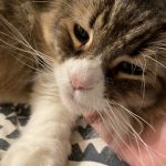 ノルウェージャンフォレストキャット