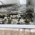 ミシシッピニオイガメのカラメリッチ