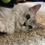 うちの猫は世界１