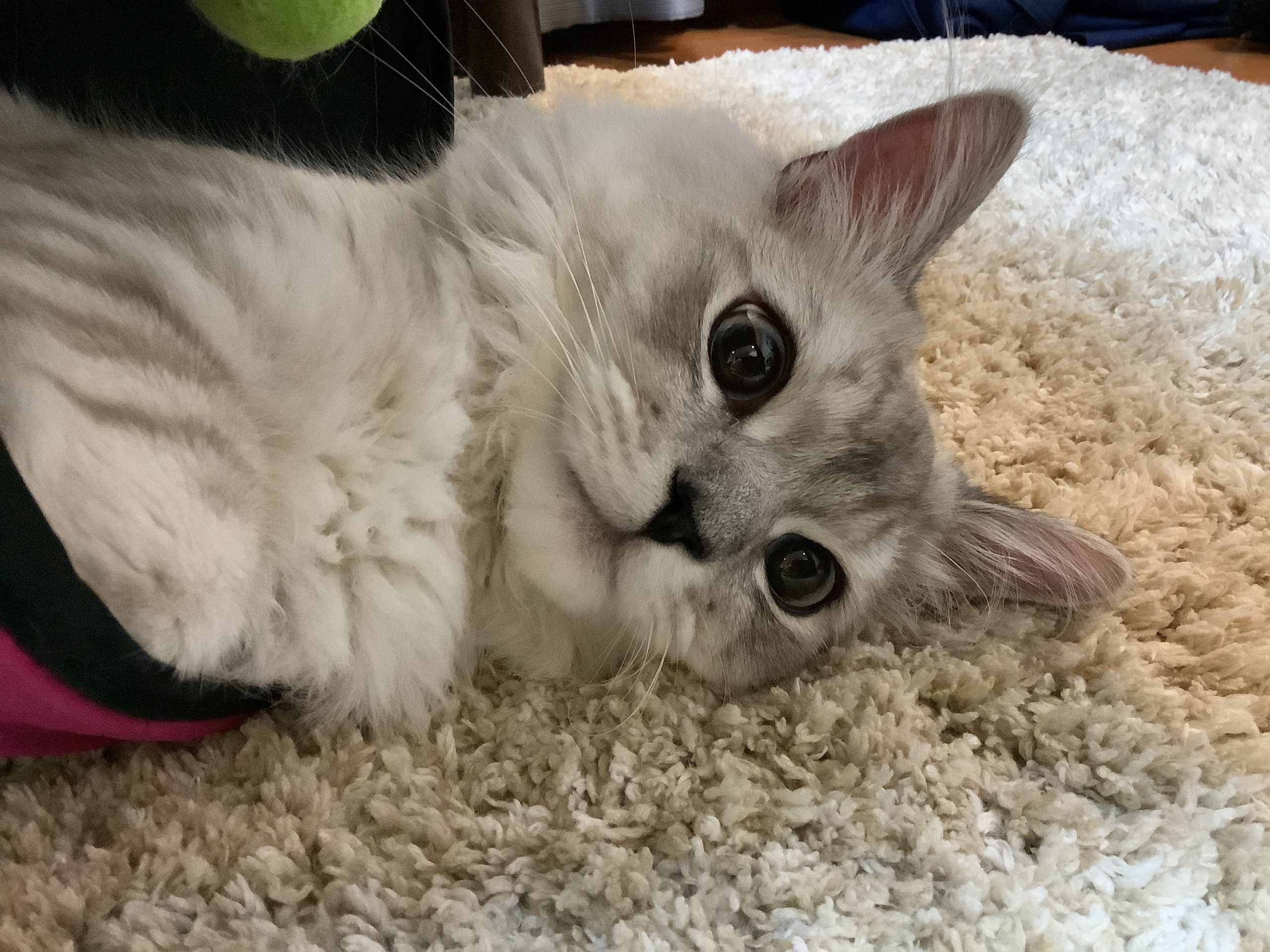うちの猫は世界１