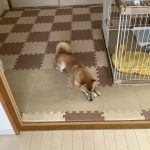 柴犬のきなこだワン