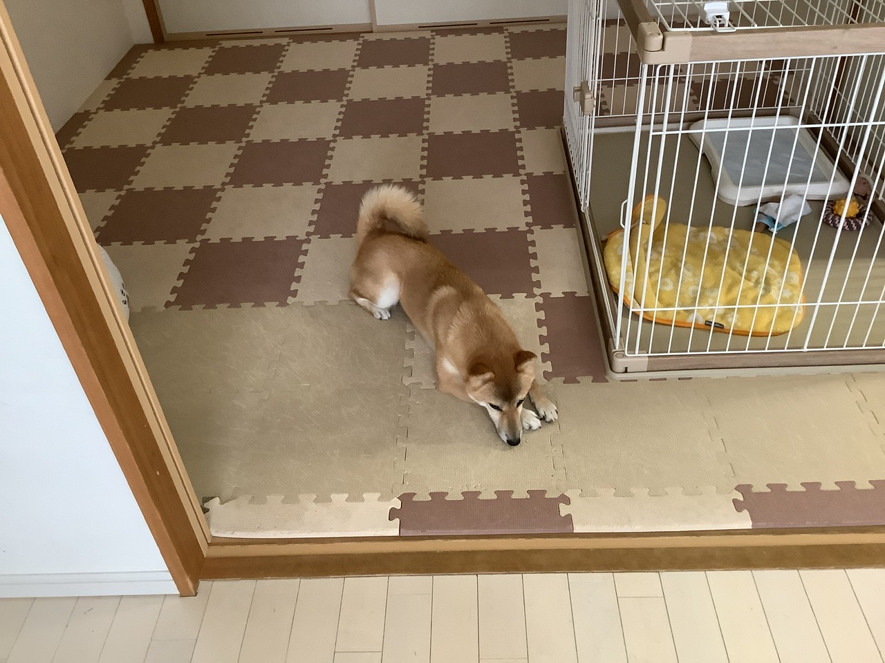 柴犬のきなこだワン