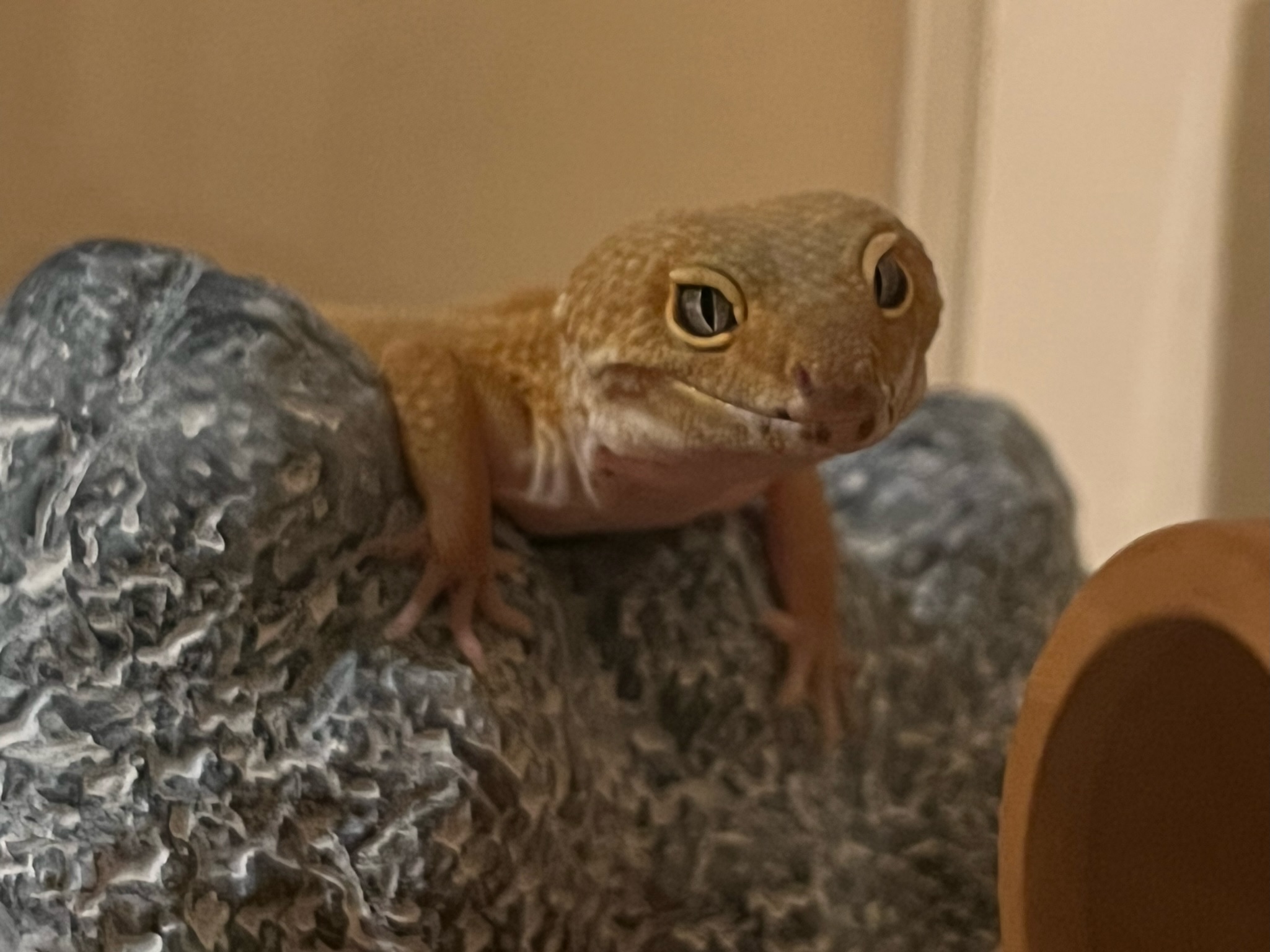 レオパ