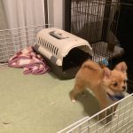 麦　ポメチワ