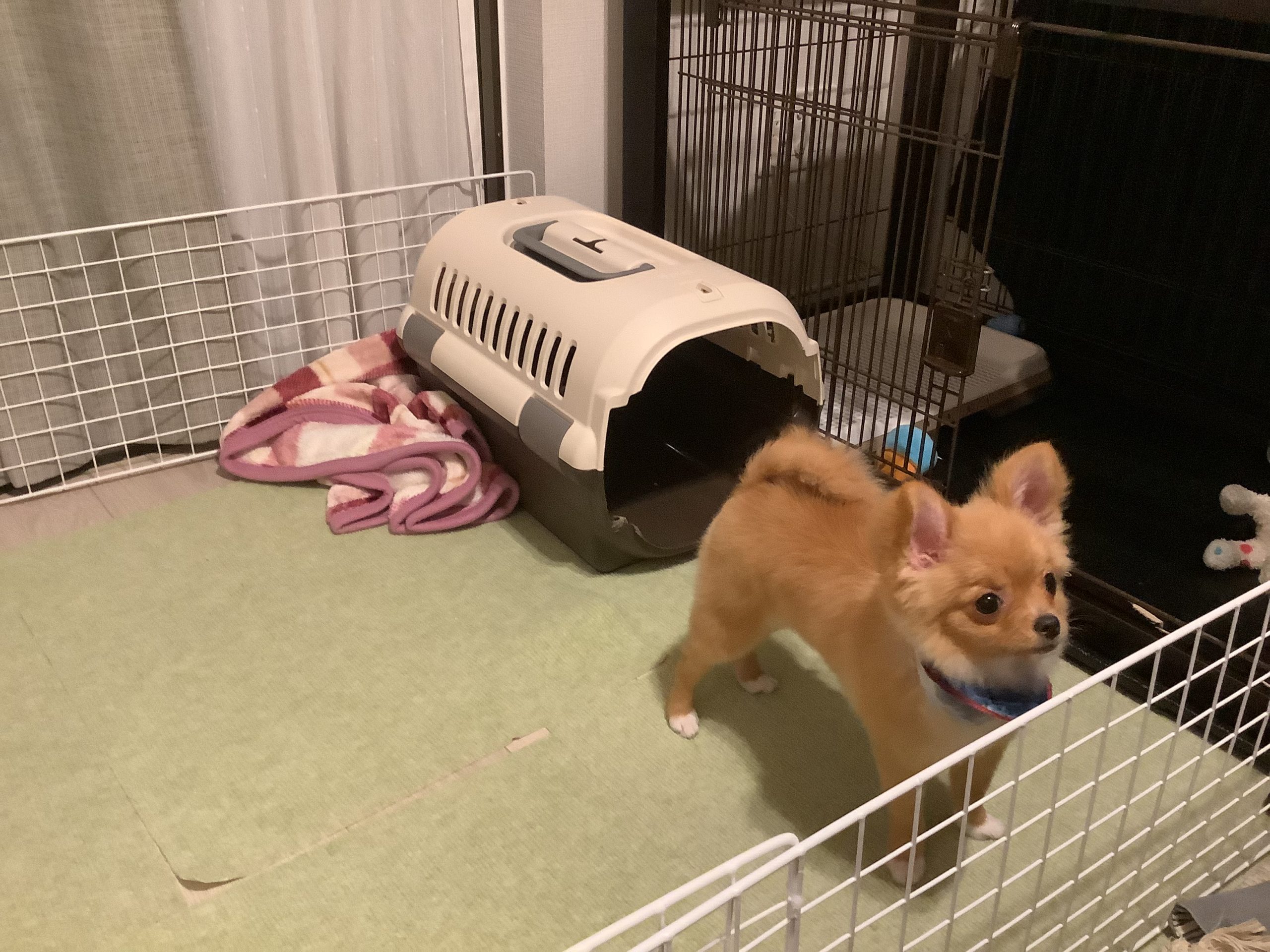 麦 ポメチワ