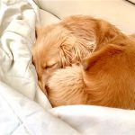 初投稿…荒らしがちなうちの犬