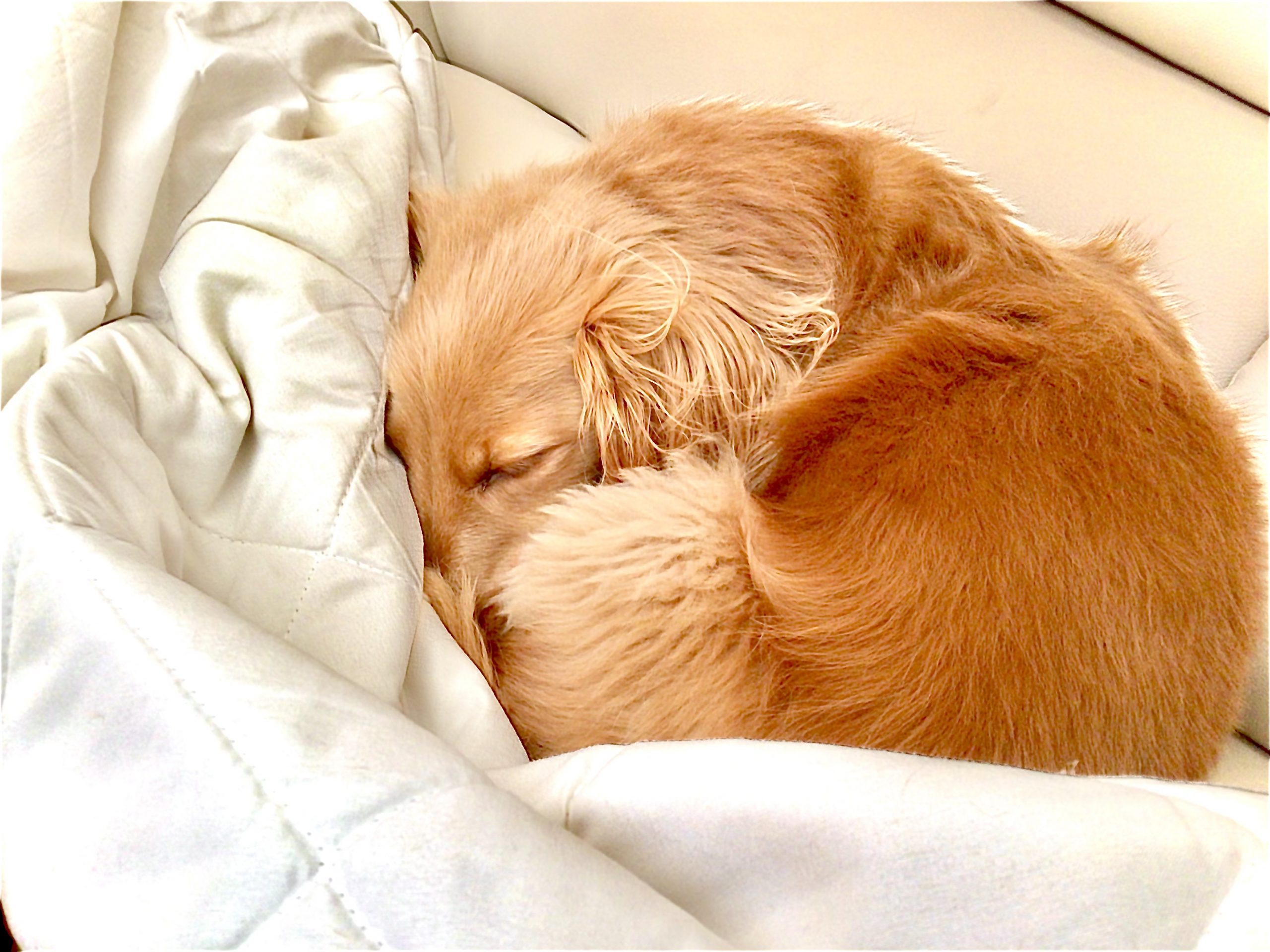 初投稿…荒らしがちなうちの犬