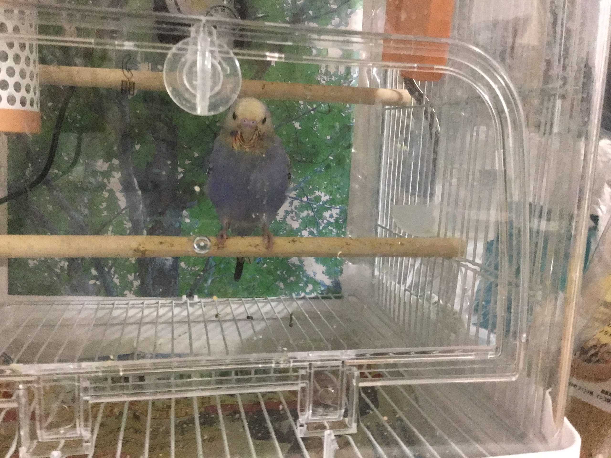 セキセイインコ(アオちゃん)