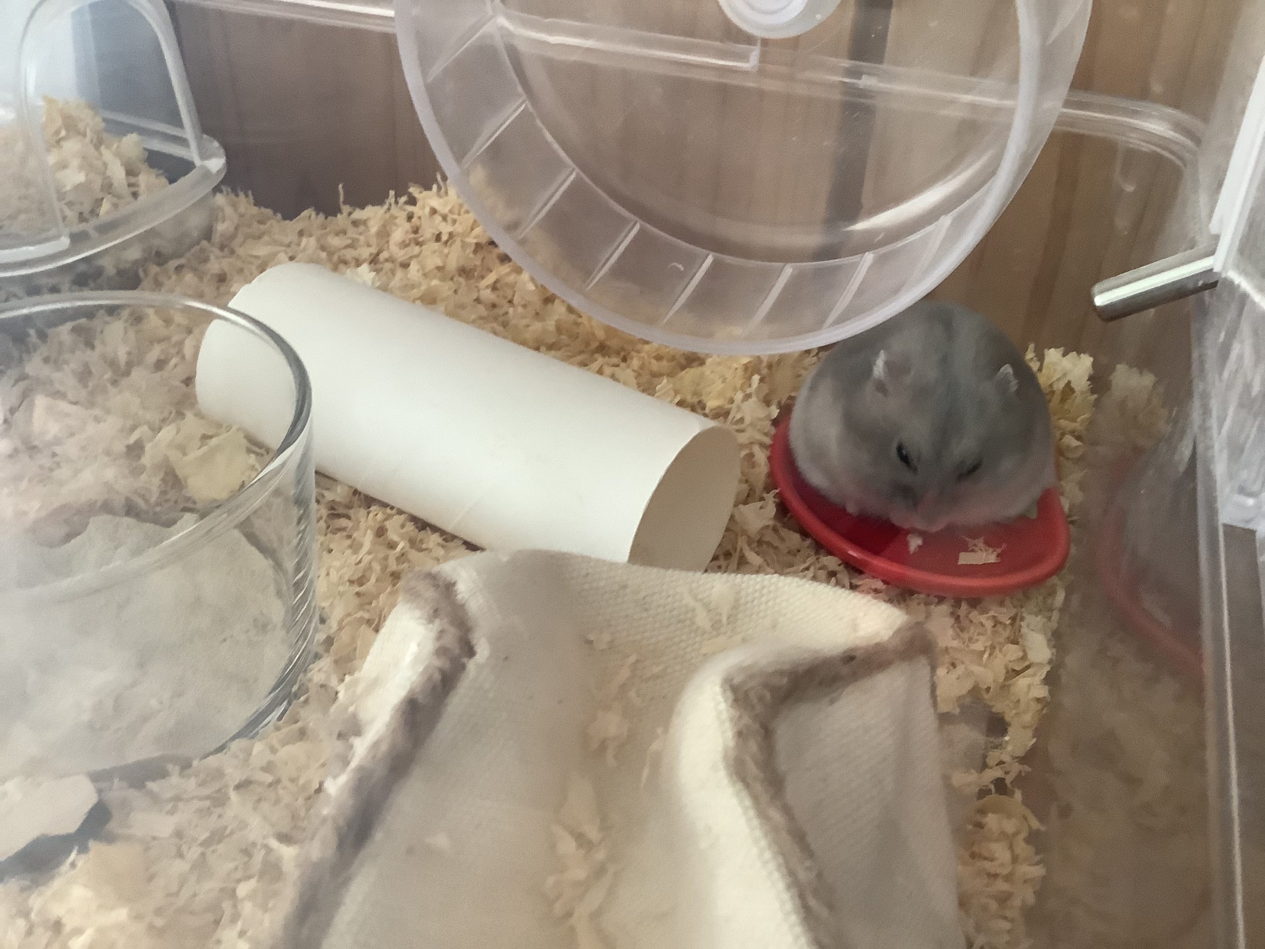 うたたねぐりちゃん