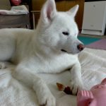 秋田犬