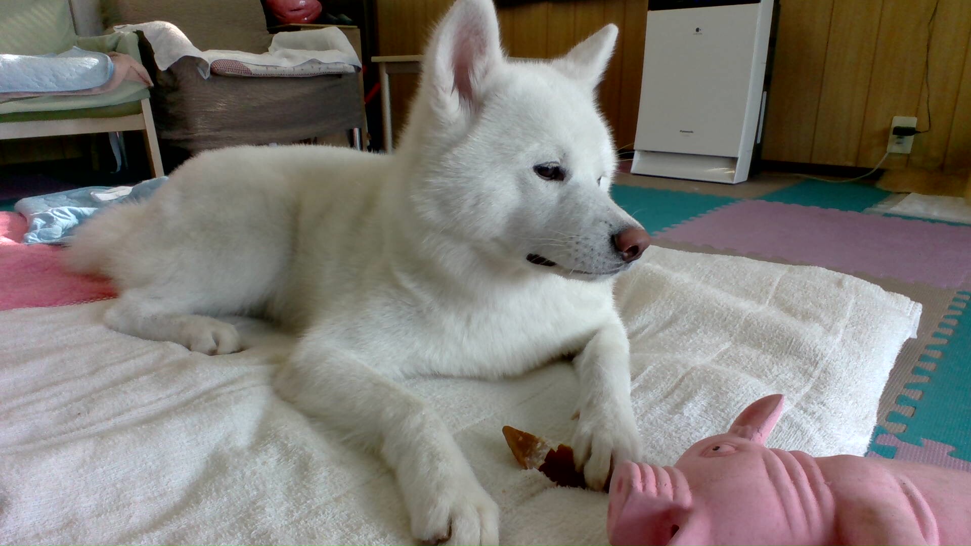 秋田犬