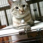 私の愛猫！！！　雑種です！！