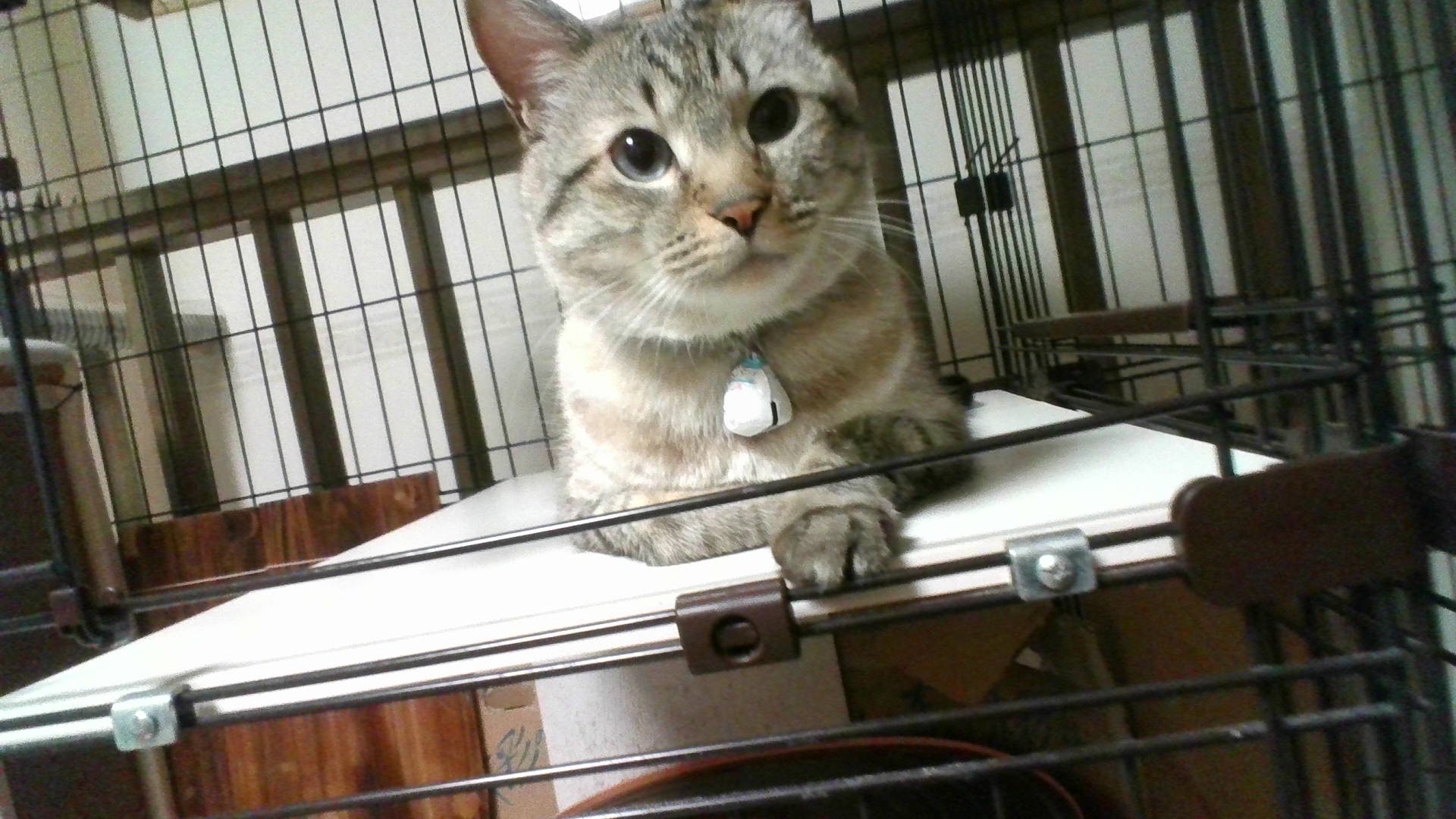 私の愛猫!!! 雑種です!!