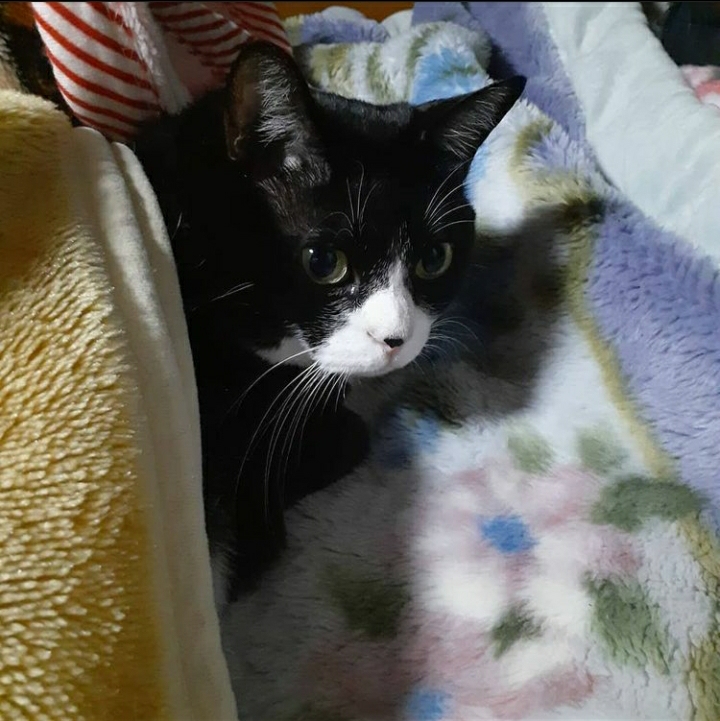 うちのハチワレぬこちゃん可愛すぎんか…(