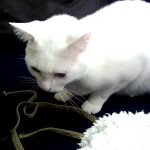 ゆきち