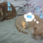 あおなつ「AOIとNATUKI」