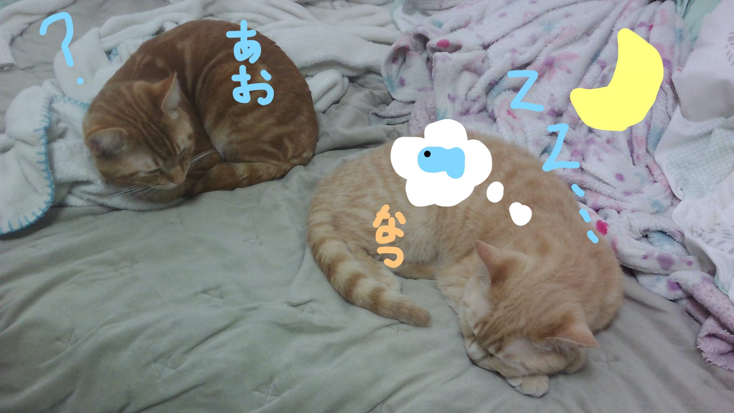 あおなつ「AOIとNATUKI」