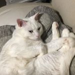 大福です