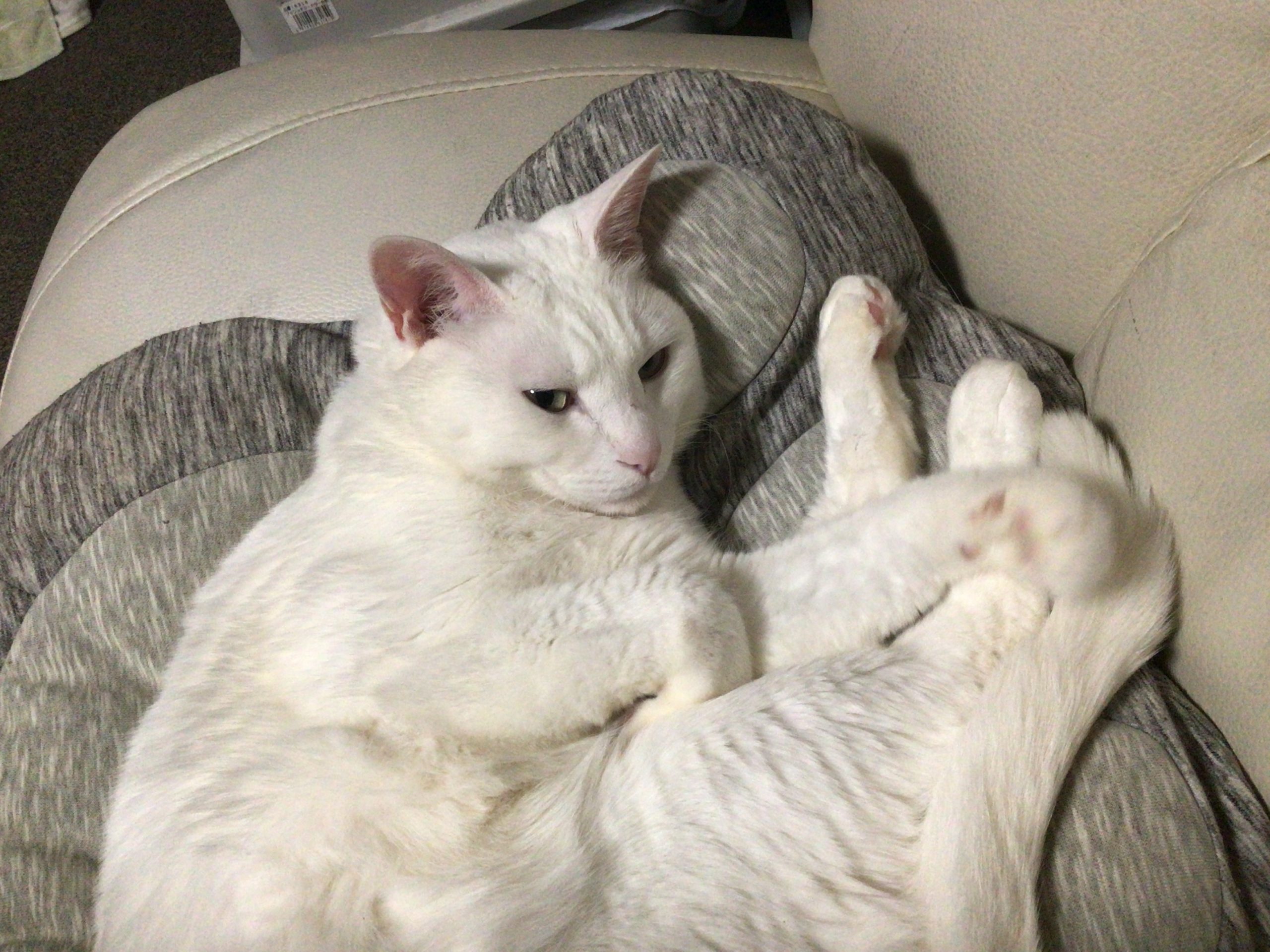 大福です