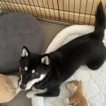 可愛い黒柴こてつ!
