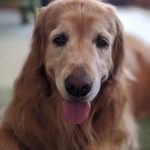 我が家の看板犬！！
