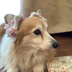 コーギーのメープルです｡