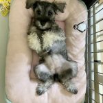 ミニチュアシュナウザーのモコちゃん。