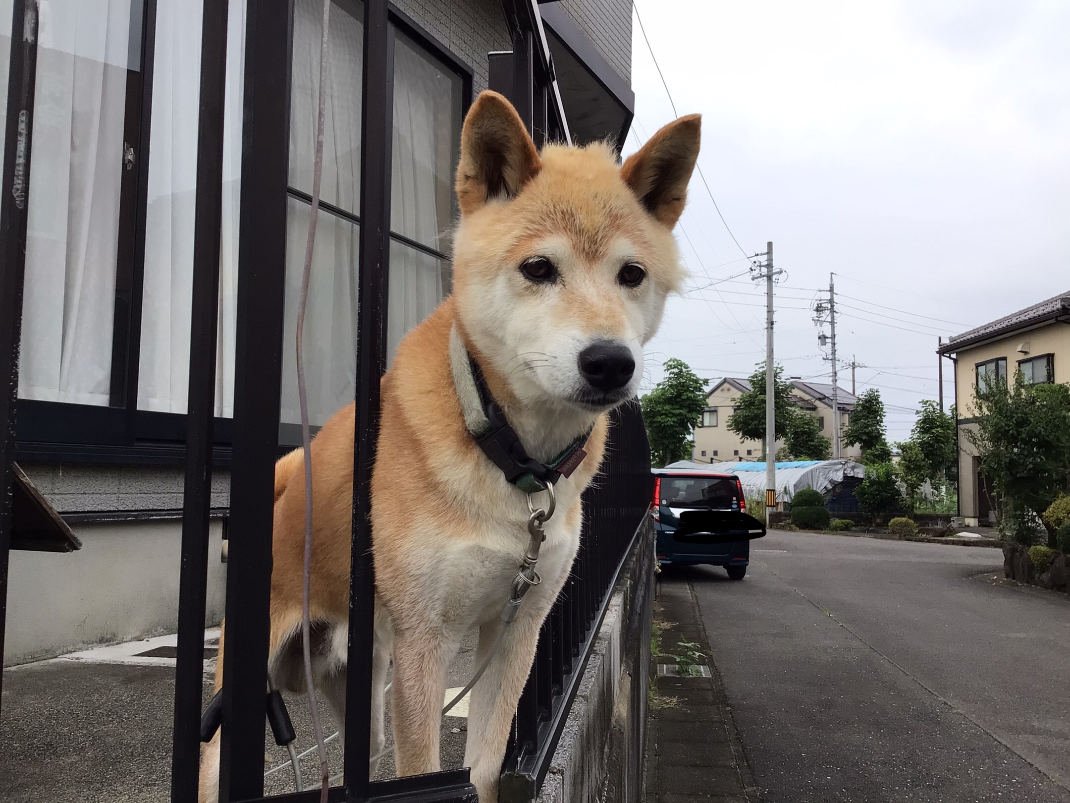 柴犬のはる