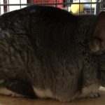 チンチラのよっちゃん
