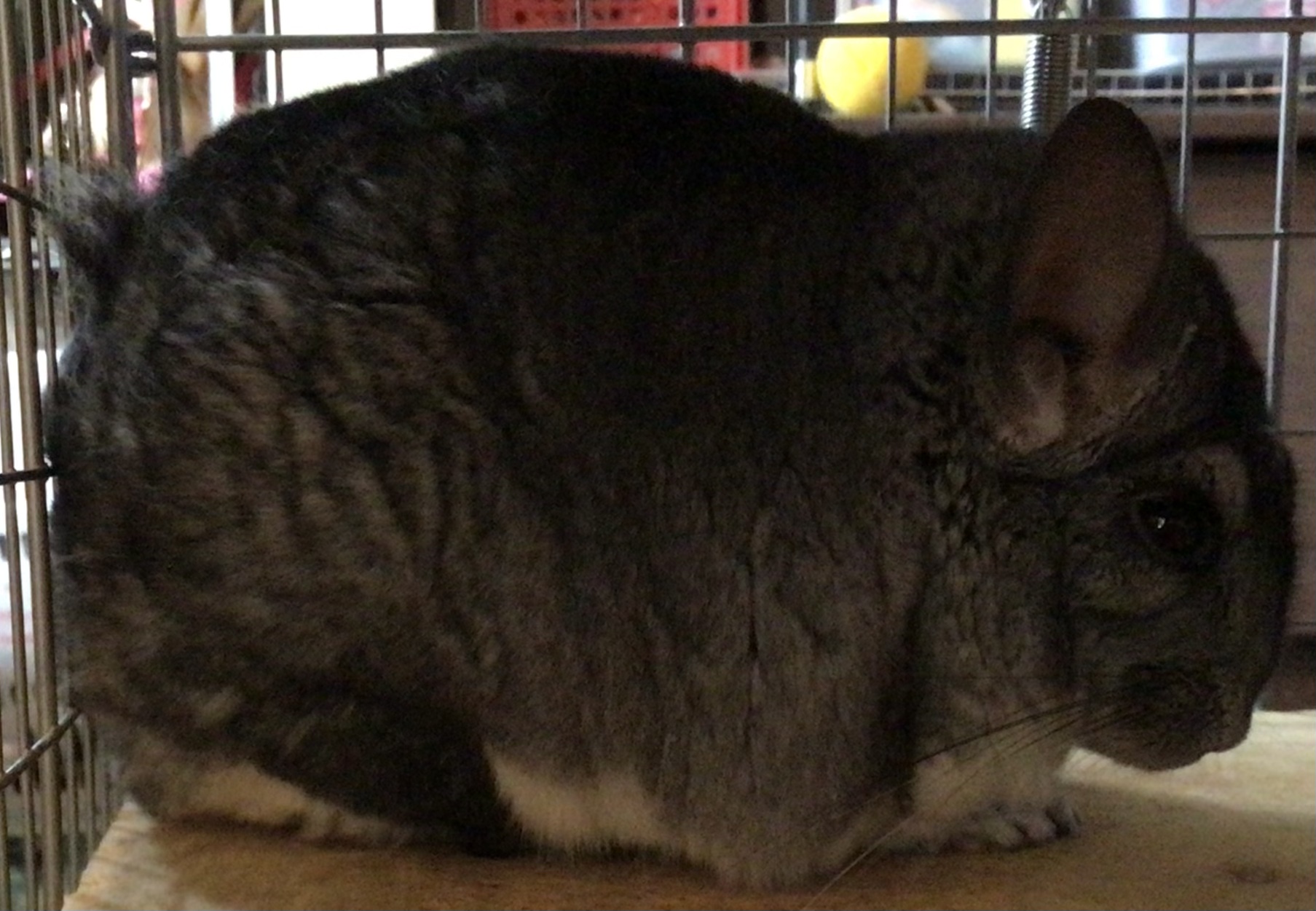 チンチラのよっちゃん