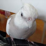 オカメインコのベリー