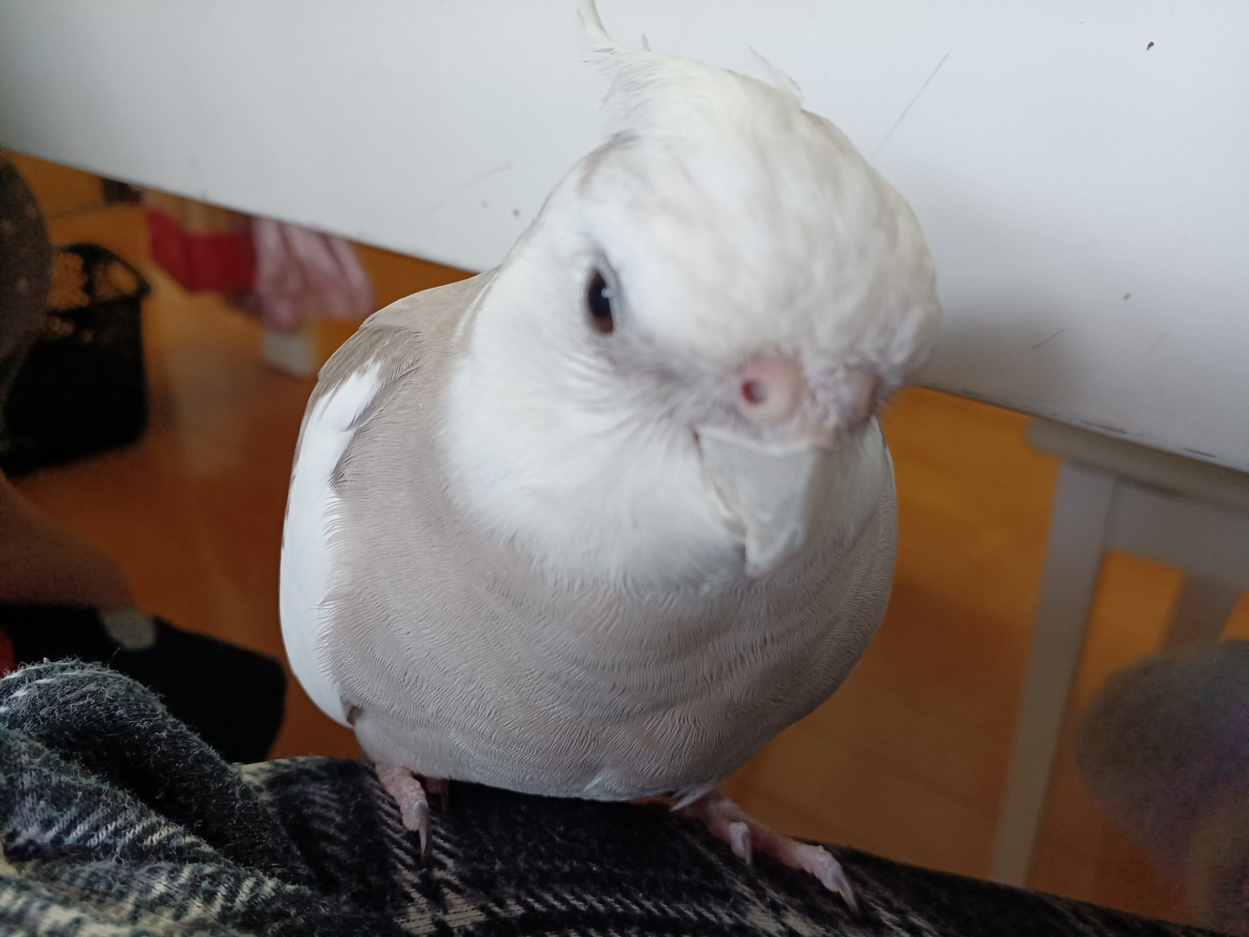 オカメインコのベリー