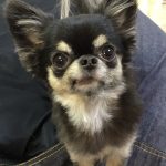 チワワのくぅちゃん