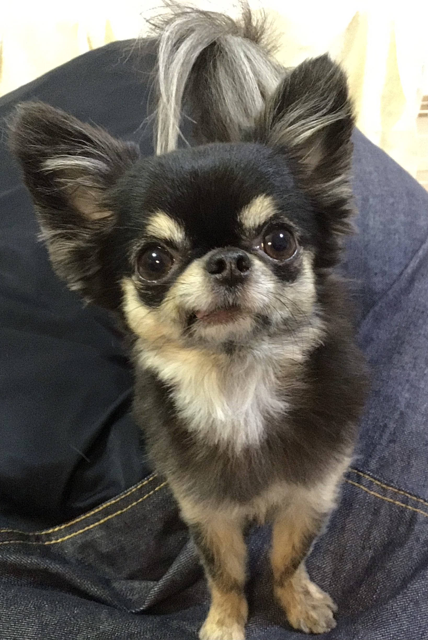 チワワのくぅちゃん