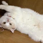 ゆきちゃん　　スコティッシュフォールド
