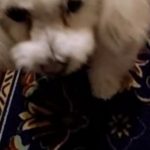 ボロニーズです