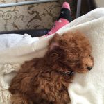 トイプー子犬のレオ