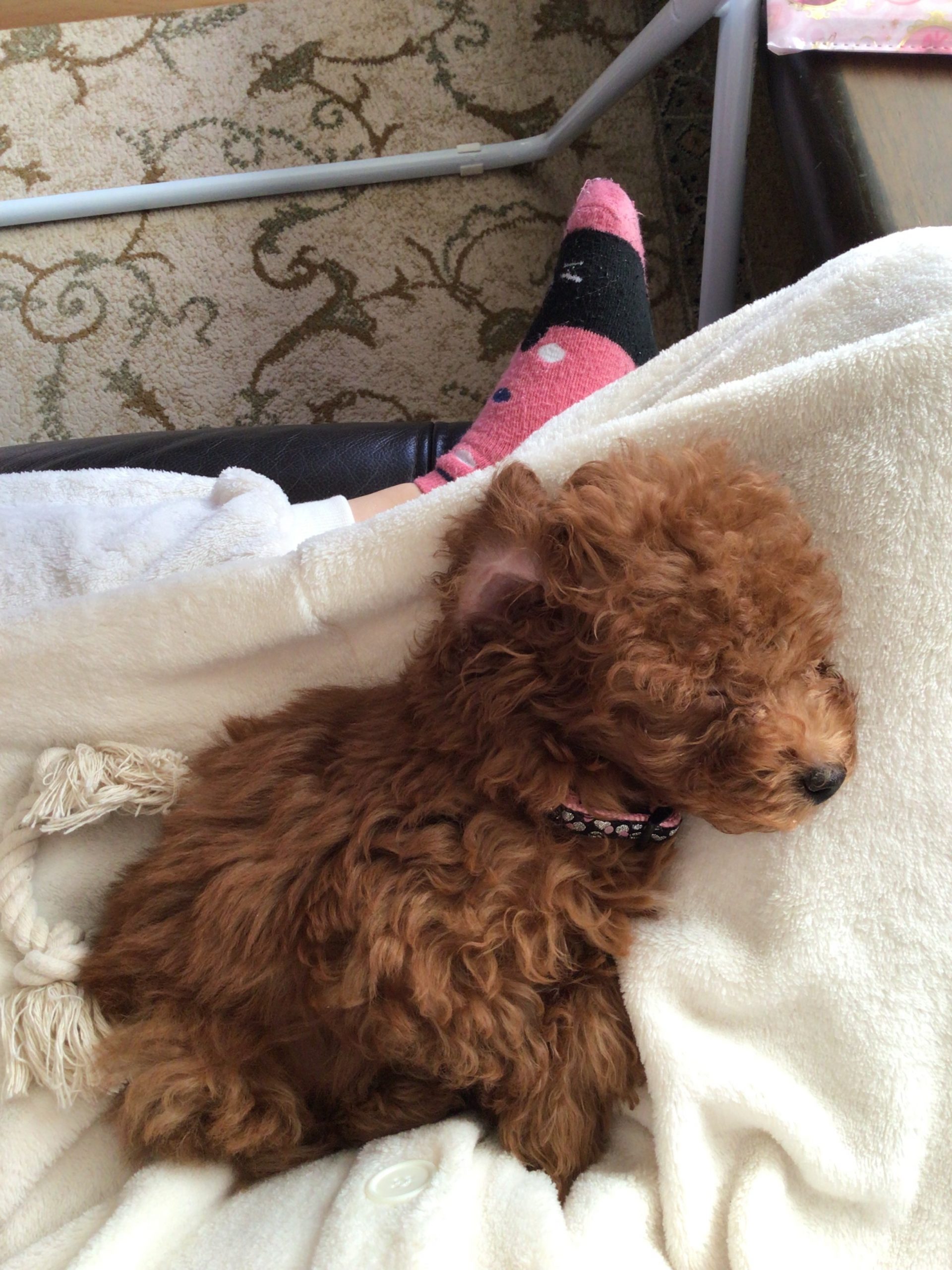 トイプー子犬のレオ