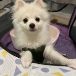 ポメラニアン