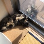 家のりりぃちゃん！