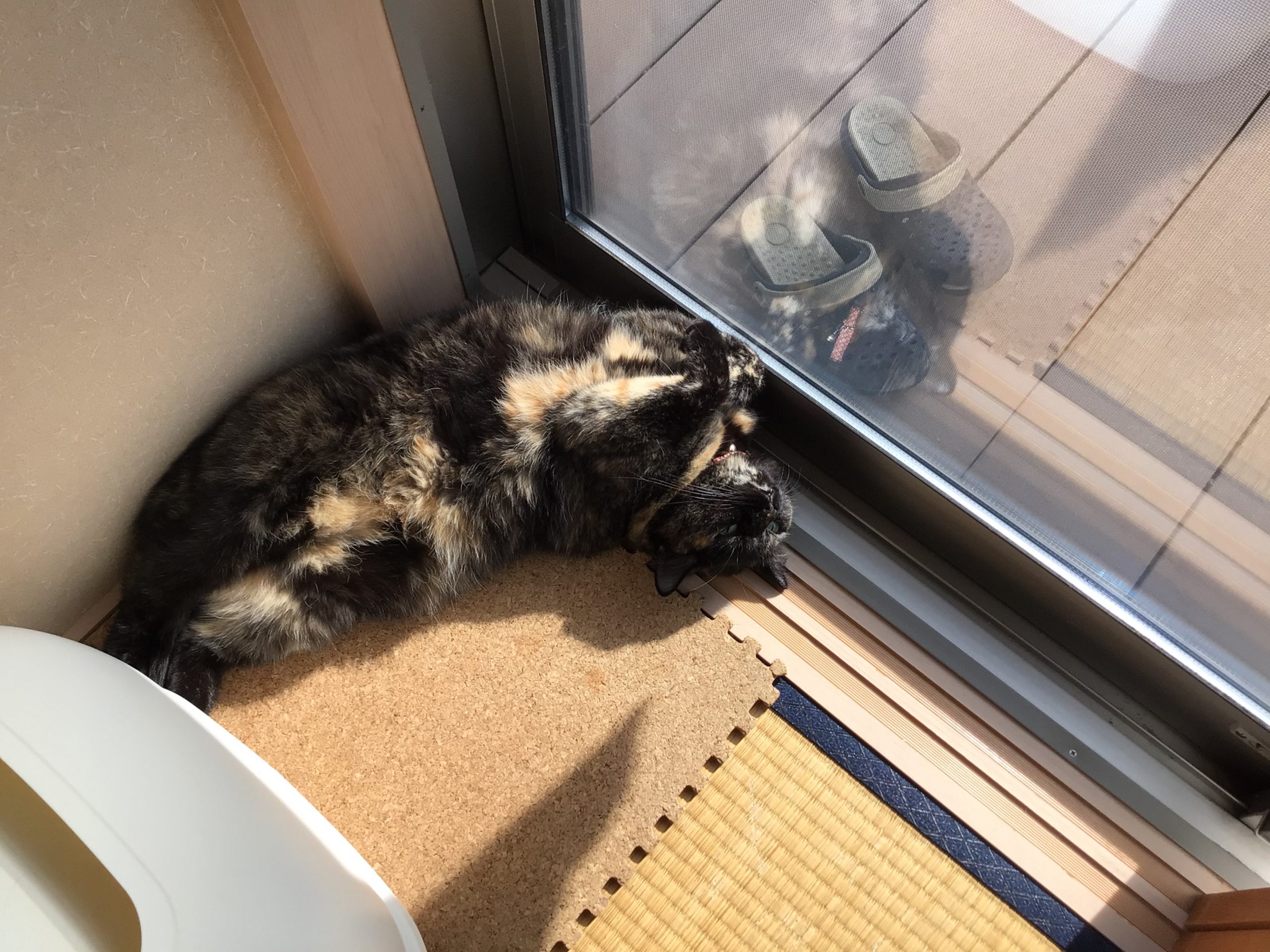 家のりりぃちゃん！