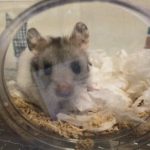 ゴールデンハムスター:ぽてとちゃん！
