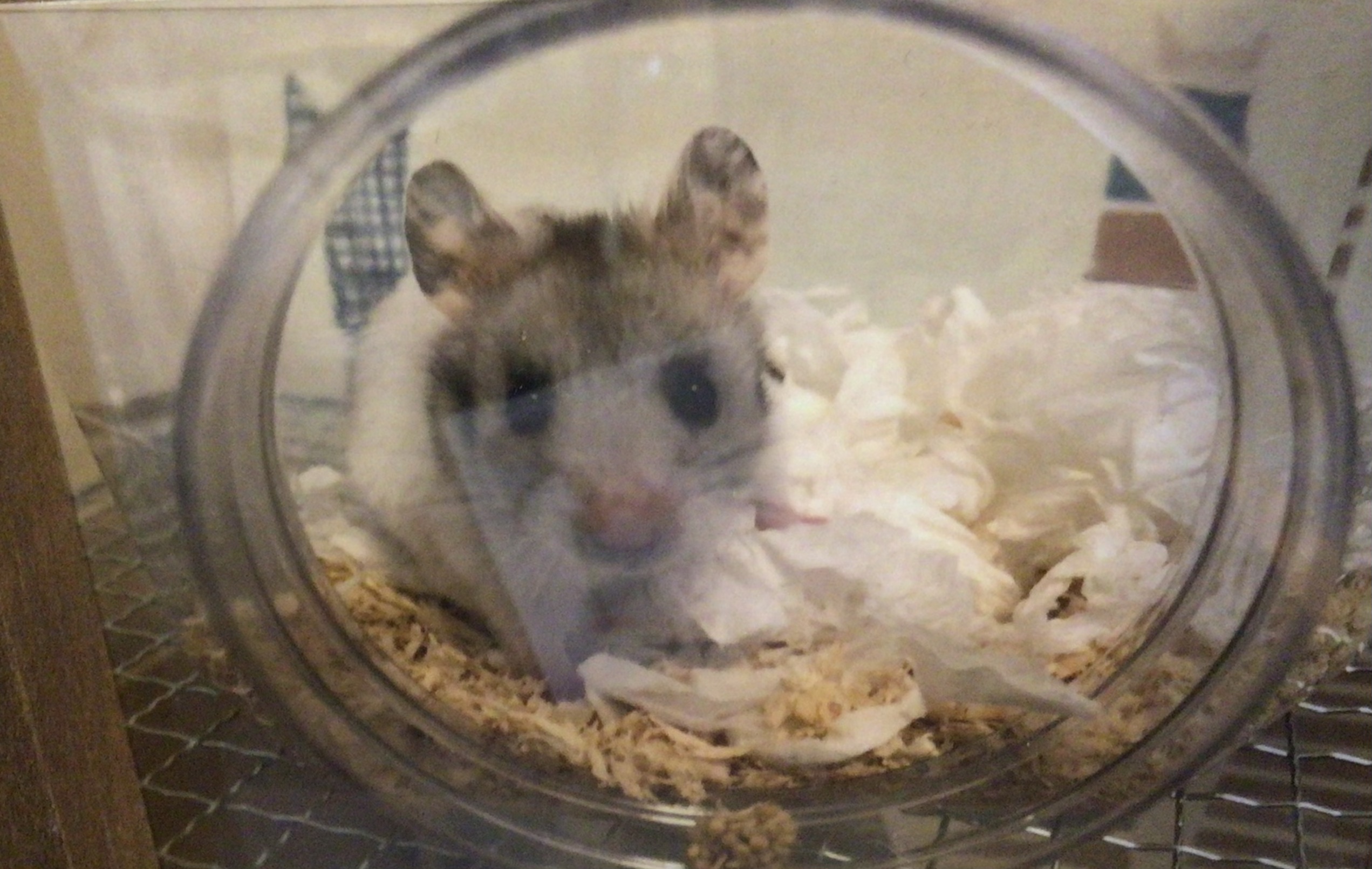 ゴールデンハムスター:ぽてとちゃん!