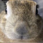 うさぎ　名前:シュシュ