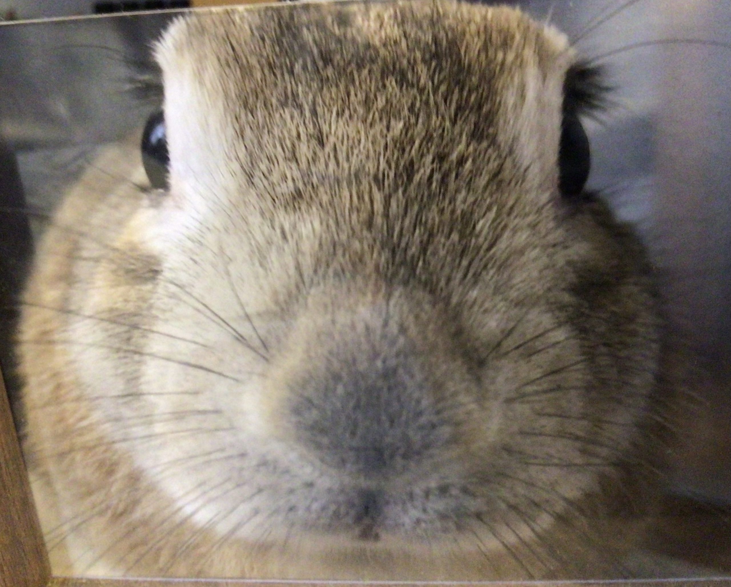 うさぎ 名前:シュシュ