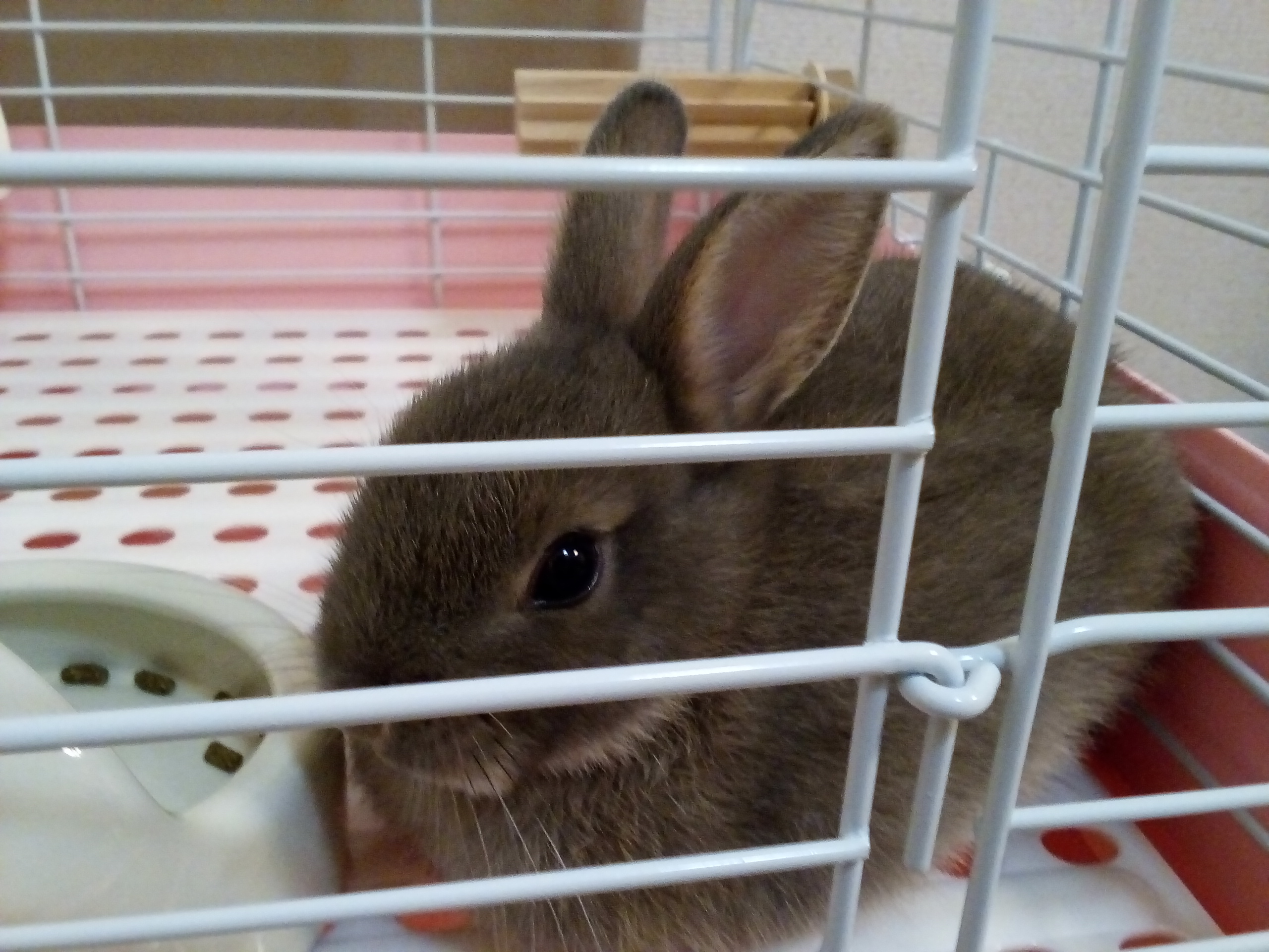 ネザーランドドワーフのゆきみです!
