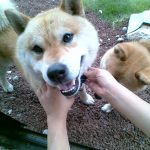 生意気なうちの犬　しょうたろう