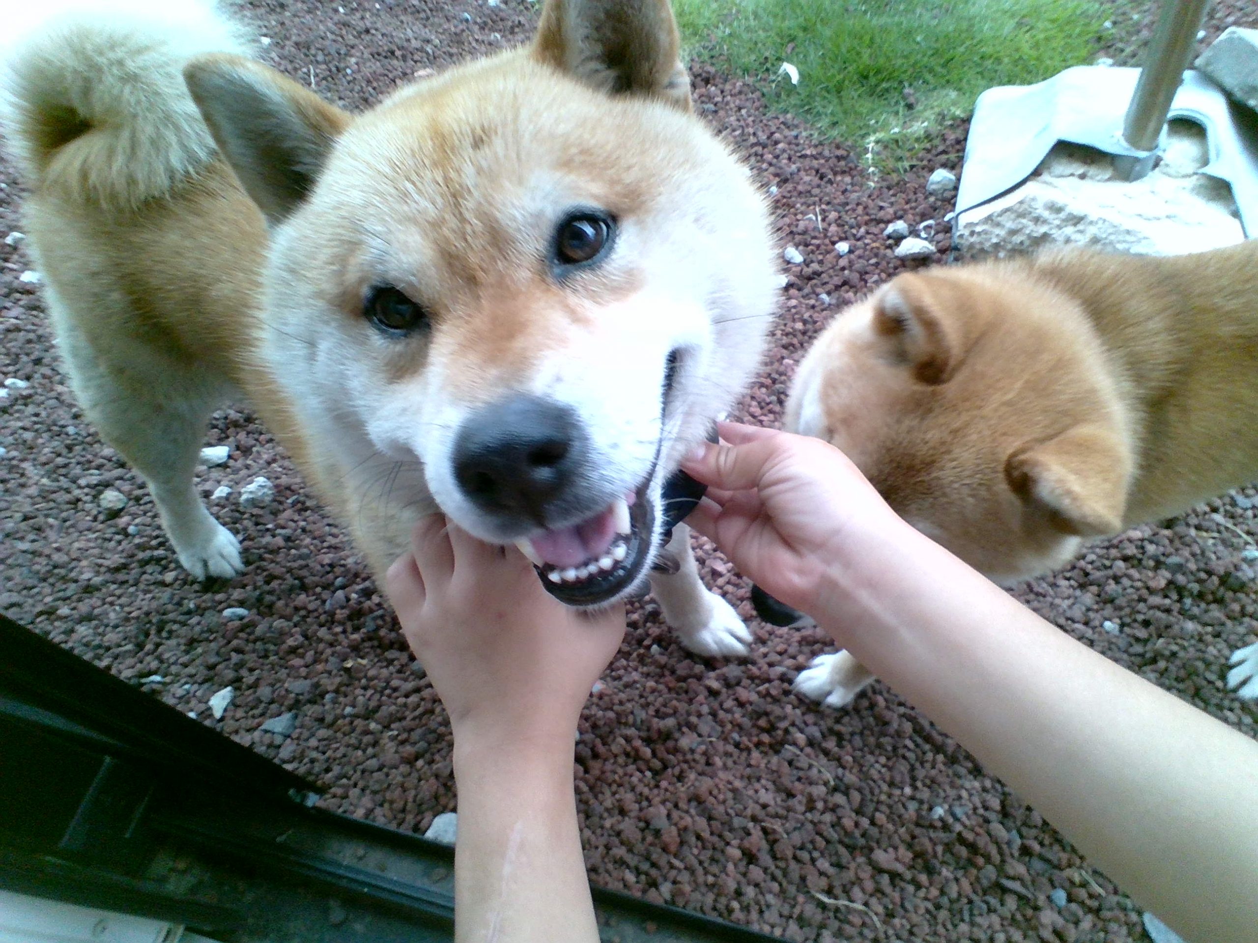 生意気なうちの犬 しょうたろう
