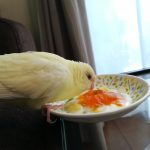 サザナミインコの福ちゃん